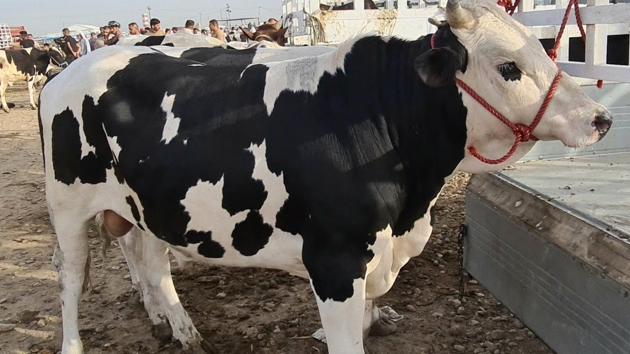 اسعار الاضاحي في مصر3